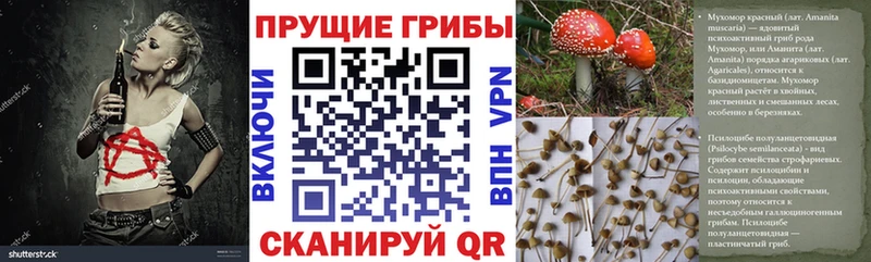 ссылка на мегу как зайти  Иланский  Псилоцибиновые грибы GOLDEN TEACHER  цена наркотик 